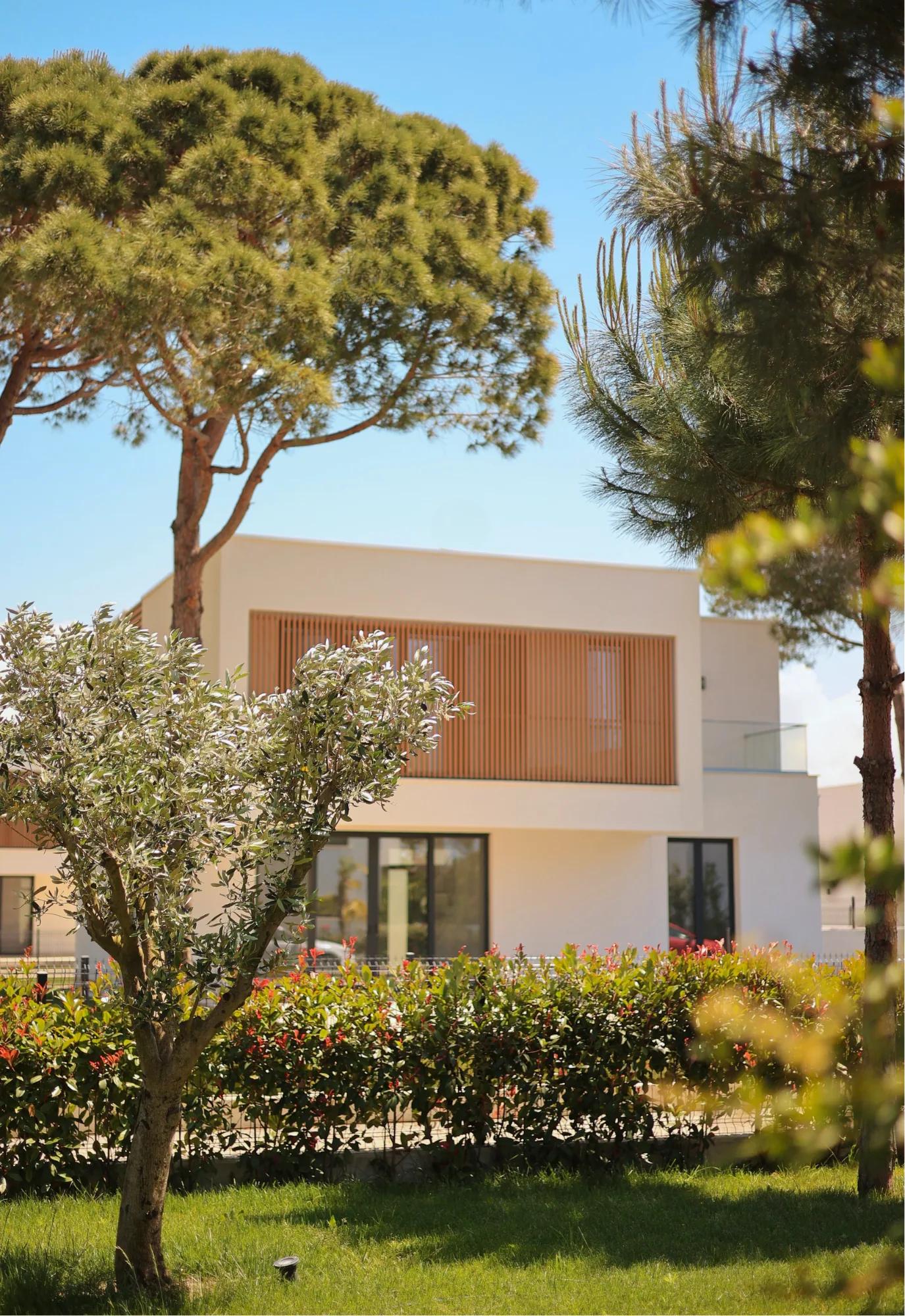 A villa glimpsed through umbrella pines and an olive tree